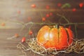 Autumn pumpkin and rose hip branch Royalty Free Stock Photo