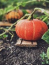 Autumn pumpkin Thanksgiving background concept . Orange and green pumpkins in wooden box on rustic tableAutumn pumpkin