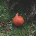 Autumn Pumpkin Thanksgiving Background - orange pumpkins Royalty Free Stock Photo