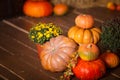 Autumn Pumpkin Thanksgiving Background - orange pumpkins, leaves and flowers over wooden floor Royalty Free Stock Photo