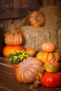 Autumn Pumpkin Thanksgiving Background - orange pumpkins, leaves and flowers over wooden floor Royalty Free Stock Photo