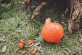 Autumn Pumpkin Thanksgiving Background - orange pumpkins Royalty Free Stock Photo