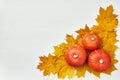 Top view banner with a pumpkins on golden maple leaf Royalty Free Stock Photo