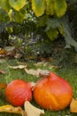 Autumn pumpkins Royalty Free Stock Photo