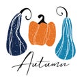 Autumn pumpkins. Blue and orange pumpkin with a grunge effect and the inscription autumn. Royalty Free Stock Photo