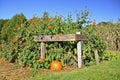 Autumn pumpkins and corn Royalty Free Stock Photo