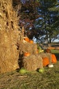 Autumn pumpkins and corn shocks Royalty Free Stock Photo