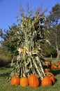 Autumn pumpkins and corn shocks