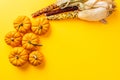 Autumn pumpkins and corn on yellow clean background with copy space Royalty Free Stock Photo