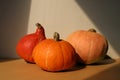 Autumn pumpkins, dark moody poster. Different squashes, edible gourd. Hard sunlight, dark shadow. Halloween, Thanksgiving Day, Royalty Free Stock Photo
