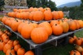 Autumn pumpkins on display