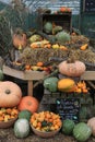 Autumn Pumpkins and Gourds Royalty Free Stock Photo