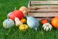 Autumn pumpkins harvest Royalty Free Stock Photo