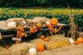 Autumn Pumpkins sitting on a an old tractor truck pull bed  in the Fall with copy space Royalty Free Stock Photo