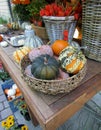 Autumn pumpkins, squash, gourds fruits and Chinese Lanterns Physalis lying in wooden table Royalty Free Stock Photo