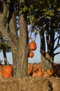 Autumn pumpkins and straw bales Royalty Free Stock Photo