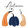 Autumn pumpkins. Three delicious pumpkins with the inscription \