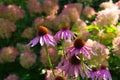 Autumn purple coneflower bathed in sunlight Royalty Free Stock Photo