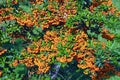 Autumn. Pyracantha, thorny evergreen shrub with bright berries