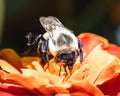 An autumn Queen Bombus impatiens Bumble Bee (Common Eastern Bumble Bee) on an orange marigold flower Royalty Free Stock Photo