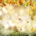 Autumn rain. Royalty Free Stock Photo