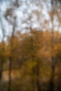 Autumn. Rain drop on the window glass with yellow leaves in background Royalty Free Stock Photo