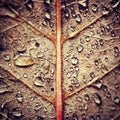 Autumn rain Royalty Free Stock Photo