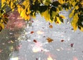 Autumn rain in park tree branch and leaves in puddles on  asphalt  rainy drops season background Royalty Free Stock Photo