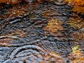 Autumn rain puddle Royalty Free Stock Photo