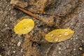 Autumn Rain Serenity: Two Golden Leaves on Brown Rock Background