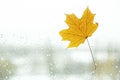 Raindrops and fallen maple leaf on the window Royalty Free Stock Photo