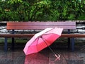 Autumn rainy day in city park pink coral umbrella green trees falling yellow leaves romantic nature season