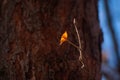 Autumn ray of sun falls on a dry leaf of an apple tree Royalty Free Stock Photo