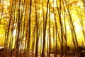 Autumn rays Royalty Free Stock Photo