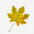 Autumn realistic maple leaf