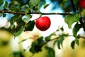 Autumn red apple fruiter Royalty Free Stock Photo