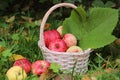 Autumn. red apples in a basket, autumn leaves