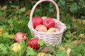 Autumn. red apples in a basket, autumn leaves