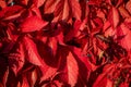 Autumn background or texture of red leaves grapes