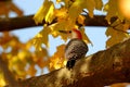 Autumn Red Bellied Woodpecker Royalty Free Stock Photo