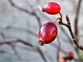 Autumn Red Berries, Northumberland, England Royalty Free Stock Photo