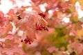 Autumn red berries of a viburnum on a branch. Grapes of berries.