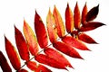 Autumn red big old leave on the white Royalty Free Stock Photo