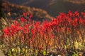 Autumn Red Blueberry Bushes North Carolina Royalty Free Stock Photo