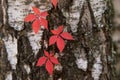 Autumn red Boston ivy leaves on birch tree close up. Fall background, texture with copyspace Royalty Free Stock Photo