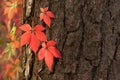 Autumn red Boston ivy leaves on tree close up. Fall background, texture with copyspace Royalty Free Stock Photo