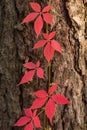 Autumn red Boston ivy leaves on pine tree close up. Fall background, texture