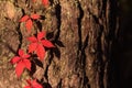 Autumn red Boston ivy leaves in sunlight on tree close up. Fall background, texture with copyspace