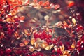 Autumn red bush barberry in the rays of the morning sun, Royalty Free Stock Photo