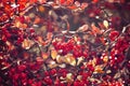 Autumn red bush barberry in the rays of the morning sun, Royalty Free Stock Photo